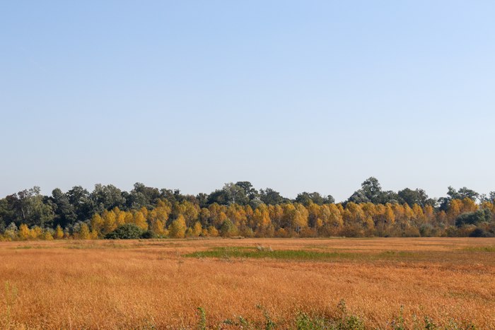 Open field of vacant land with a tree line